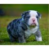 petsshoppingonline