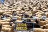Your Qurbani in the Prophet’s Sham 6 || Beyaz Eller 1439 - 2018