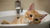 Easy Ways to Unclog Your Kitchen Sink