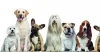 These Pet Dogs You Can Raise in Your Home Without Problems