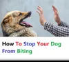 How To Stop Your Dog From Biting