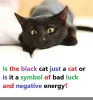  Is the black cat just a cat or is it a symbol of bad luck and negative energy?