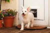 How Electronic Pet Doors Solve Pet Owner's Problems