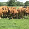 Premier Cattle Drench