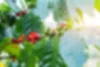 Shining-Nature | Indonesia Robusta Green Bean | best quality indonesia robusta