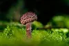 Shocking Ways House Of Shrooms Will Make You a Better Dancer