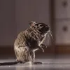 Rat pest control brisbane