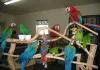 Home - Pet Bird Breeders