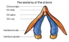 The C-Spot: 6 Tips for Intense Clitoral Pleasure - Callimis