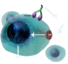 Qualify SARS-CoV-2 Vaccine