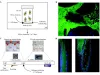 Bio-film Model - Antiviral Services | Creative Diagnostics