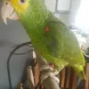 Home - Pet Bird Breeders