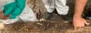 Termite Control Seven Hills - Baulkham Hills | QuePest Control