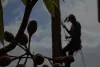 Homepage - Tree Loppers Sydney