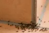 Ants Pest Control Singapore