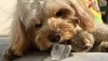 Is Ice Bad For Dogs?