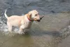 Training Your Labrador Puppy - Love Lab World