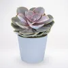 Buy Indoor Plants in Dubai at Best Price | Order Online - JuneFlowers.ae