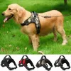 Buy The Best Dog Accessories Online