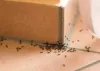 Bed Bugs Treatment Singapore
