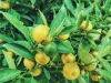 Does your lemon tree leaves turning yellow?- Causes and treatment 