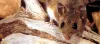 pest control services deagon