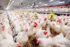 BS Poultry Sciences is a New Domain of Study that Pays Really Well