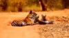 Which is The Best Place for Jungle Safari in India? - Pixa Ocean
