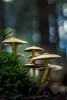 Mushroom Types For Buy Shrooms Online Canada - sculpturesjm