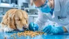 Optimising Pet Diets with Calcium Iodate