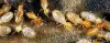 Why Pest Control Singapore Is Essential For Most Homes and Offices 
