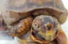 Hatchling