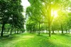 Antonio Tree Services, Tree service near me West Covina CA