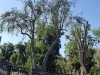 Antonio Tree Services, Tree service near me Diamond Bar CA