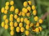 Buy Honeysuckle Floral Absolute Oil - Herbs Village