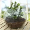 Order Indoor Plants Online in India | MyFlowerTree
