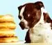  Best Food For Your Dog		