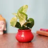 Order Indoor Plants Online To Leave Memories