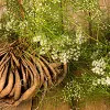 Kayam Churna: Benefits, Ingredients, Method, Dosage And Side Effects