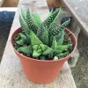 Online Indoor Plants