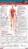 Intrahepatic-Cholangiocarcinoma-ICCA-market-diagnosis-signs-symptoms-risk-factors-causes-drugs-therapies-treatment-therapeutics-therpies-population-usa-uk-germany-italy-france-japan-epidemiology-pipeline-image