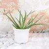 Alluring Choices To Buy Plants Online India For Partners - TheOmniBuzz