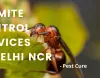 Whizolosophy | Termite Control Services In Delhi NCR