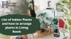   Indoor Plants for Living Room With Their Best Arrangements