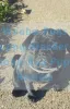 Waaba-Pugs Puppy Breeder - Waaba-Pug Puppy Review