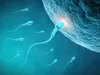 How long does it take for sperm to regenerate?