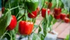 Benefits of shimla mirch in bengali, benefits of green shimla mirch