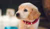 জাতীয় পোষ্য দিবস, কলিন পেইজ, পশু অধিকার  , National pet day