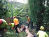 Tree Removal Reasons and How to Deal with Them Safely