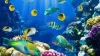 Five of the most colorful and beautiful ocean creatures